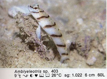 Amblyeleotris sp